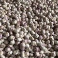 China normal white garlic new season fresh garlic export